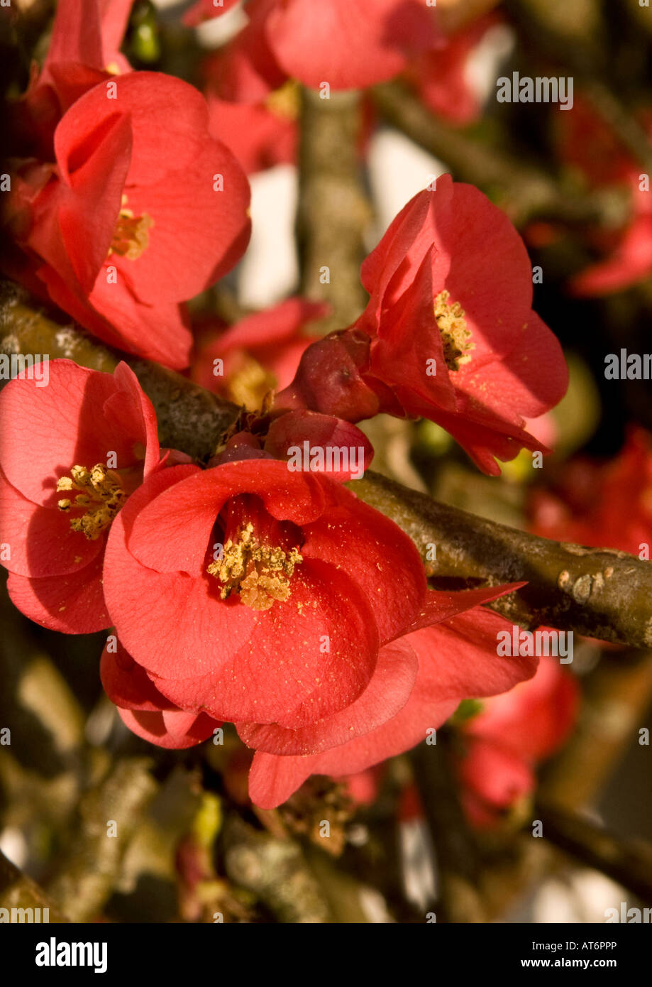 Japanese Quince, Flowering Japonica, Chaenomeles speciosa Stock Photo