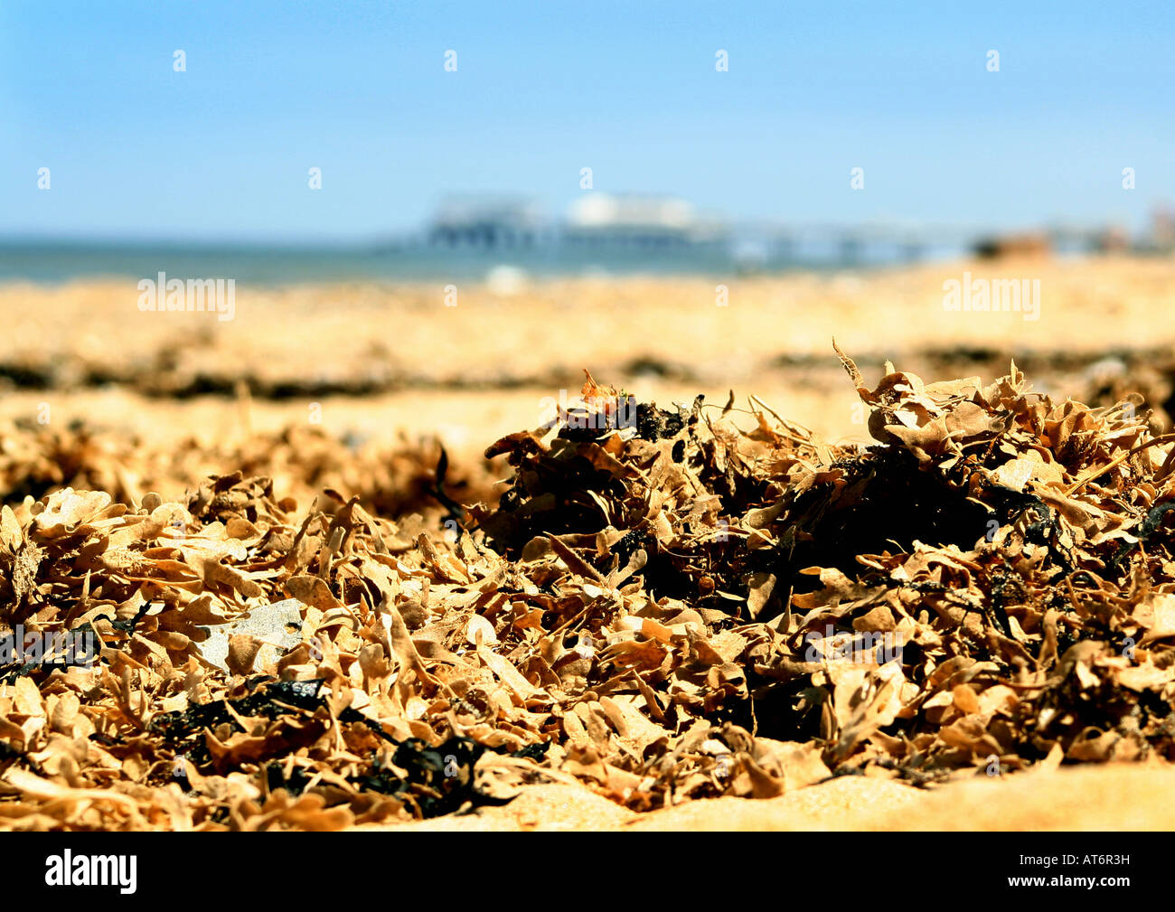 Foreground of seaweed washed up on beach with a pier in the background Stock Photo