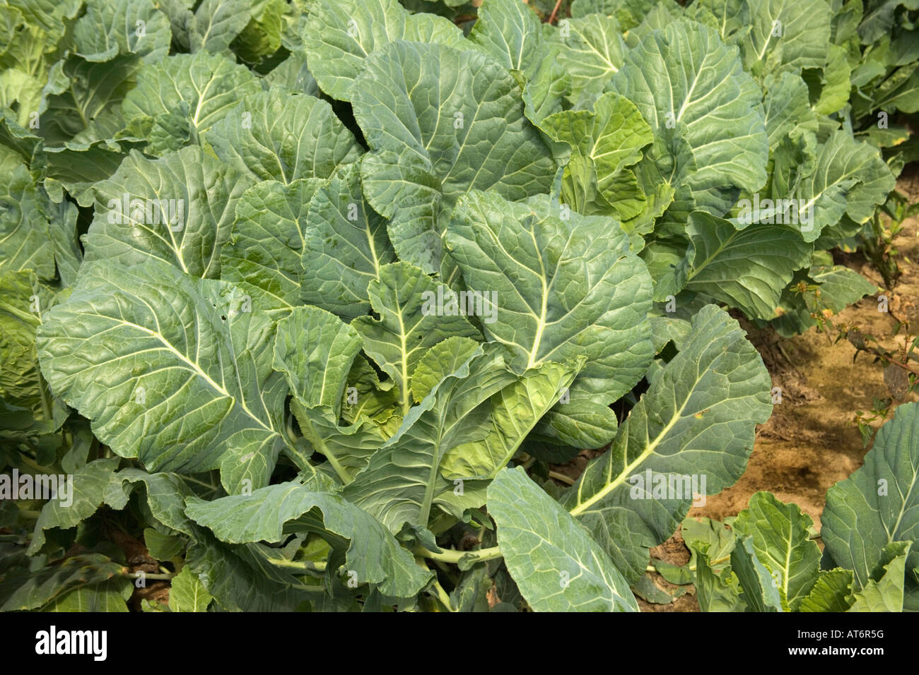 Mature 'Collard' greens growing, preharvest Stock Photo Alamy