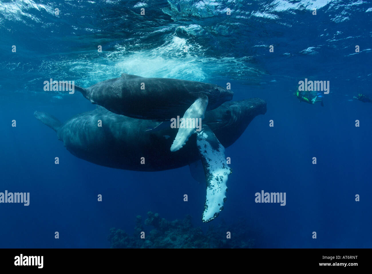 ny0136-D. Humpback Whales, Megaptera novaeangliae, approaching lucky snorkelers. Photo Copyright Brandon Cole Stock Photo