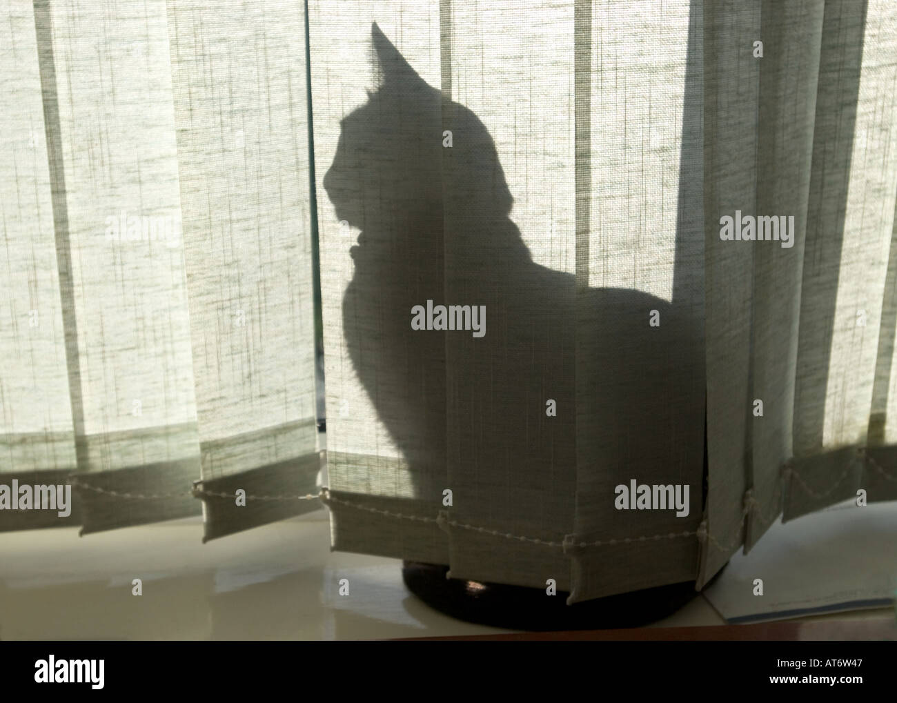 Burmese cat silhouette behind vertical louvre blinds in study Stock Photo