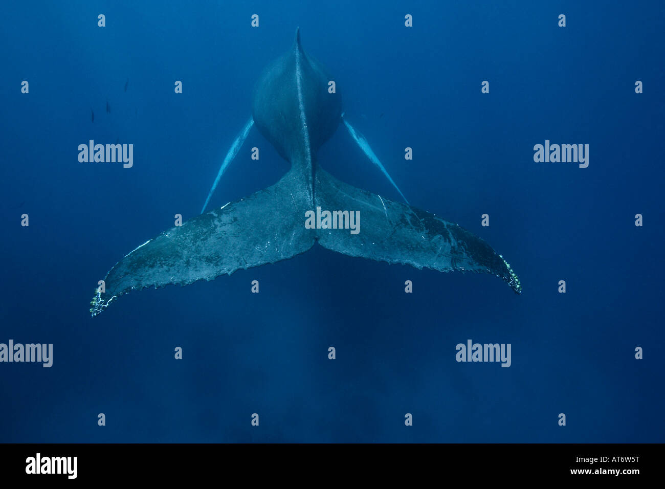 Humpback whale megaptera novaeangliae singing hi-res stock photography and  images - Alamy