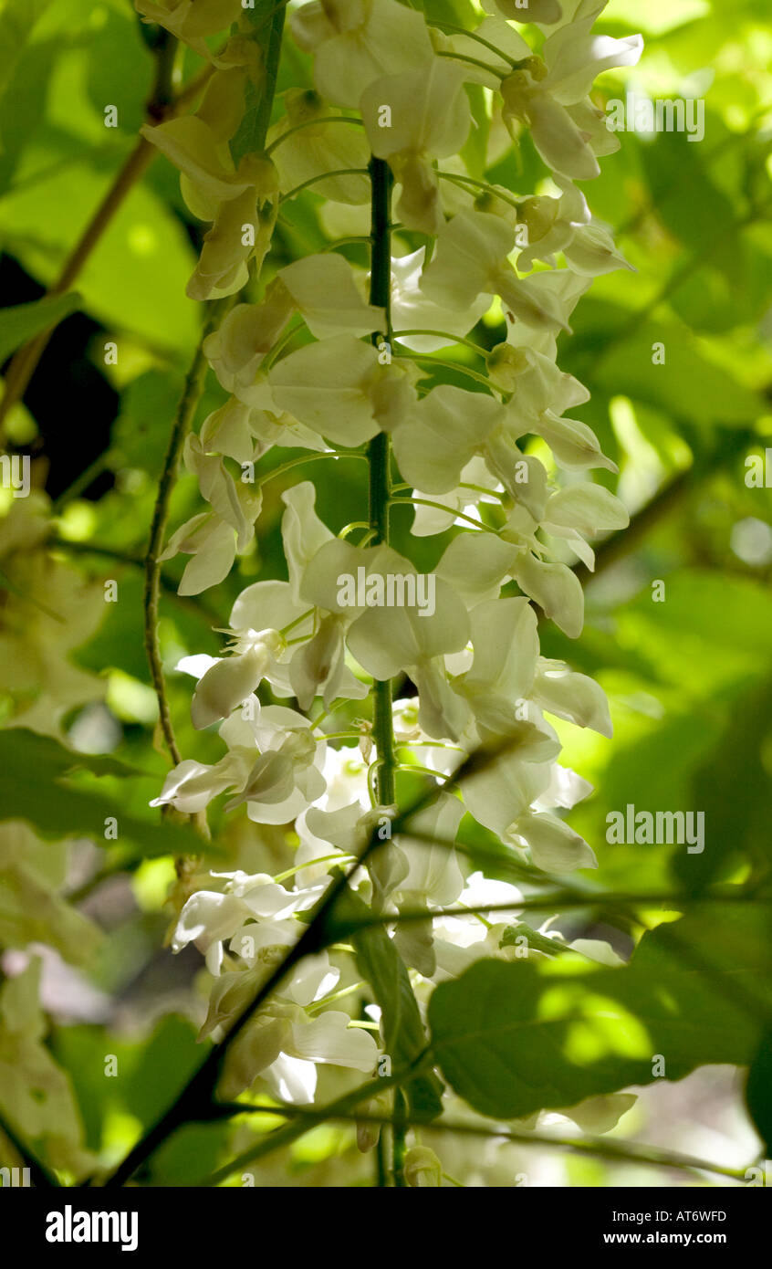 White wisteria flowers, a contrast to the usual blue form Stock Photo
