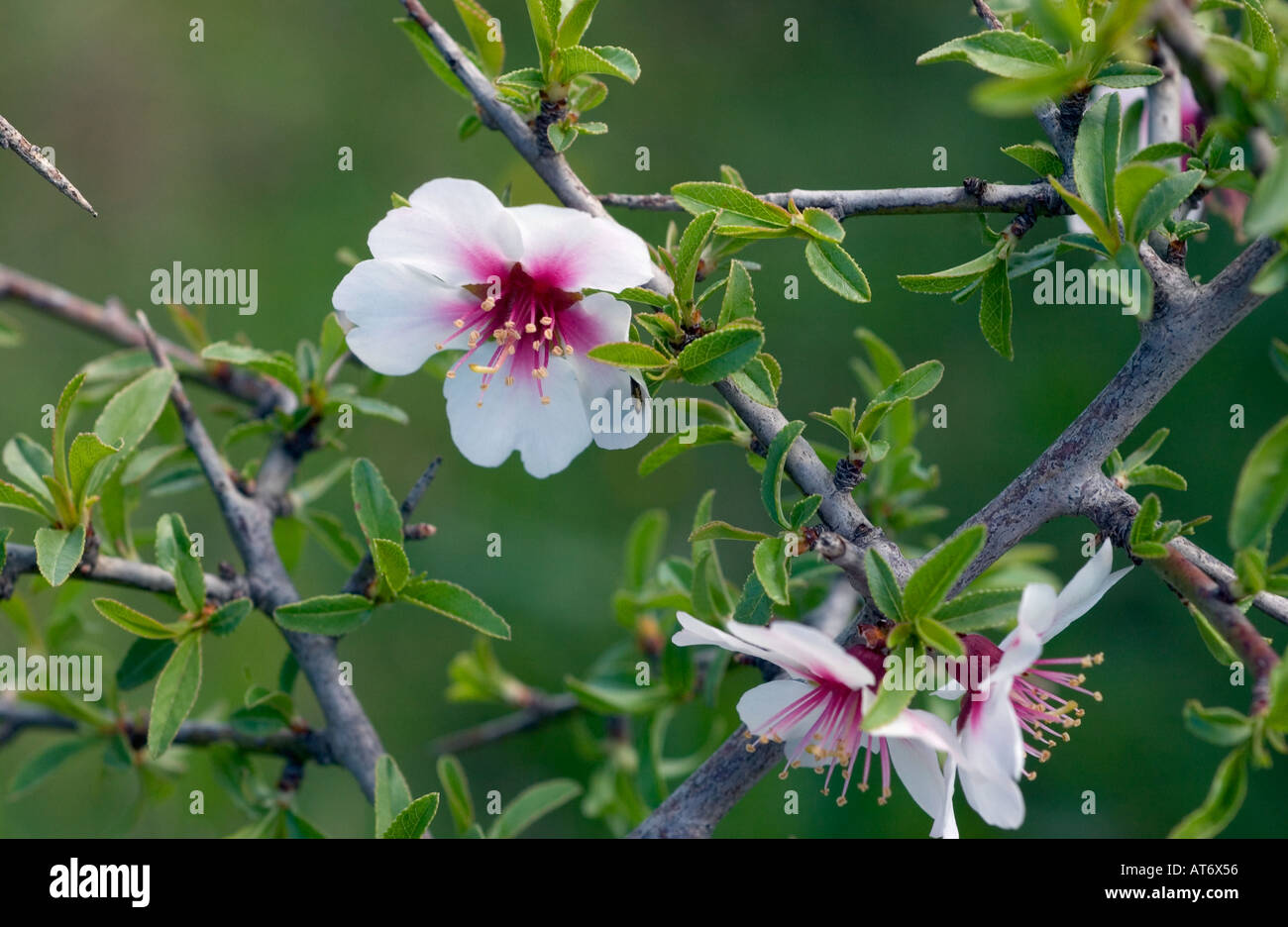 Wild almond flowers in Spring in the Apokoronas area of Crete Greek islands Amygdalus dulcis Stock Photo