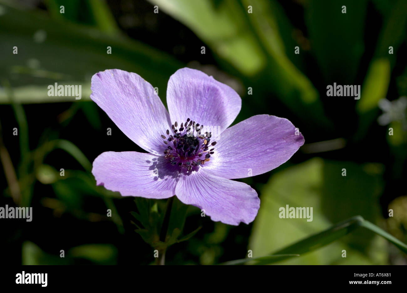Wild blue anemone growing in olive grove in the Apokoronas area of Crete Taken March 2005 Stock Photo