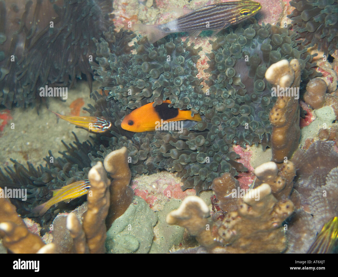 Red saddleback anemonefish, Amphiprion ephippium in bulb-tentacle anemone February 3 2008, Surin islands, Andaman sea, Thailand Stock Photo