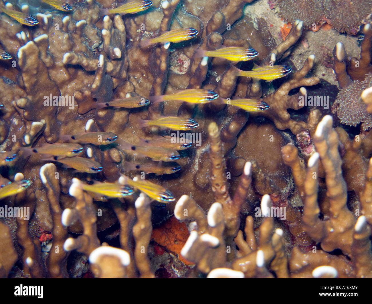 Black and yellow striped cardinal fish February 3 2008, Surin islands, Andaman sea, Thailand Stock Photo