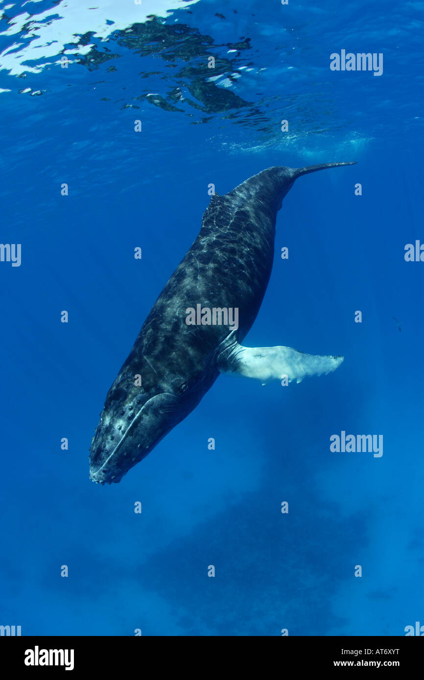 Megaptera ny0204-D. Humpback Whale, Megaptera novaeangliae. Photo Copyright ...