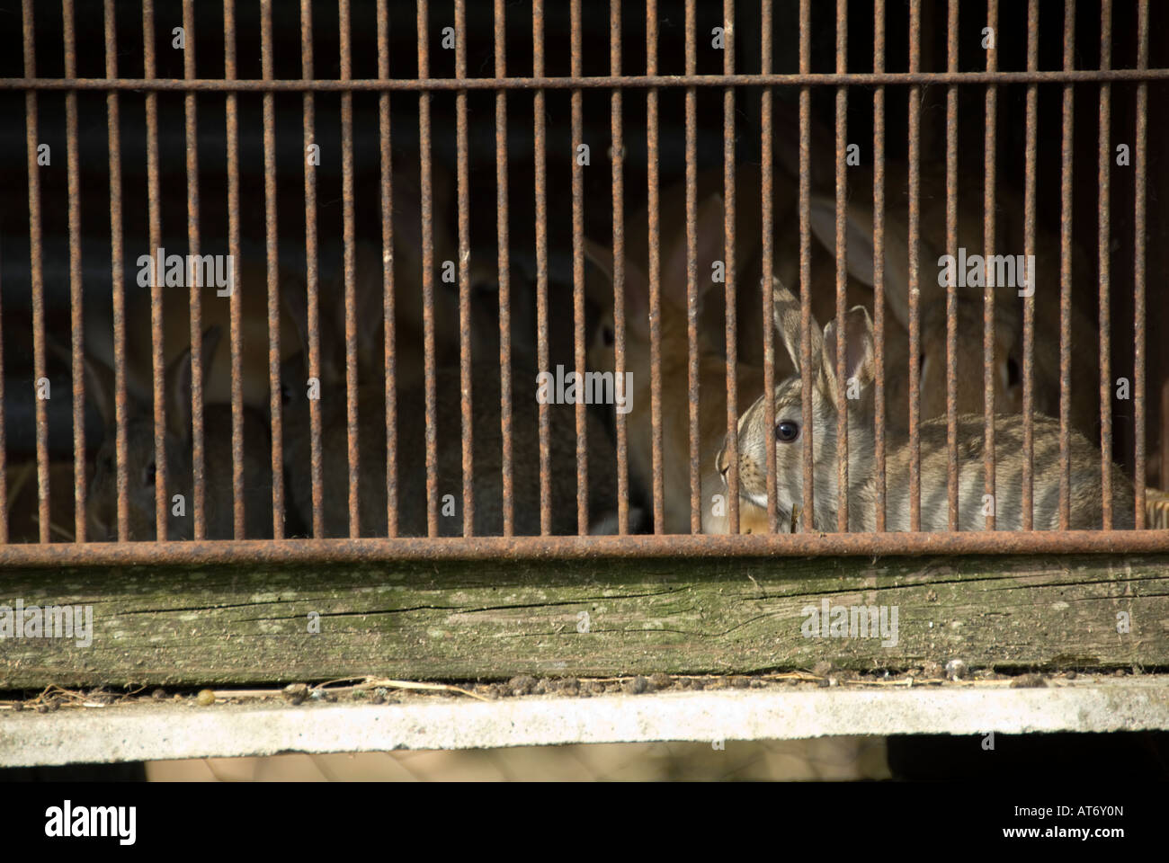 Baby rabbit sitting in his cage The rabbits are raised for eating on an