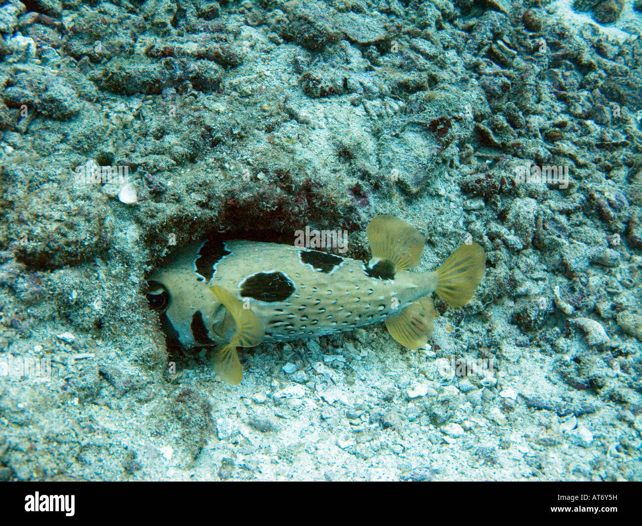 Black blotched porcupinefish, Diodon liturosus, hiding in hole February 3 2008, Surin islands, Andaman sea, Thailand Stock Photo