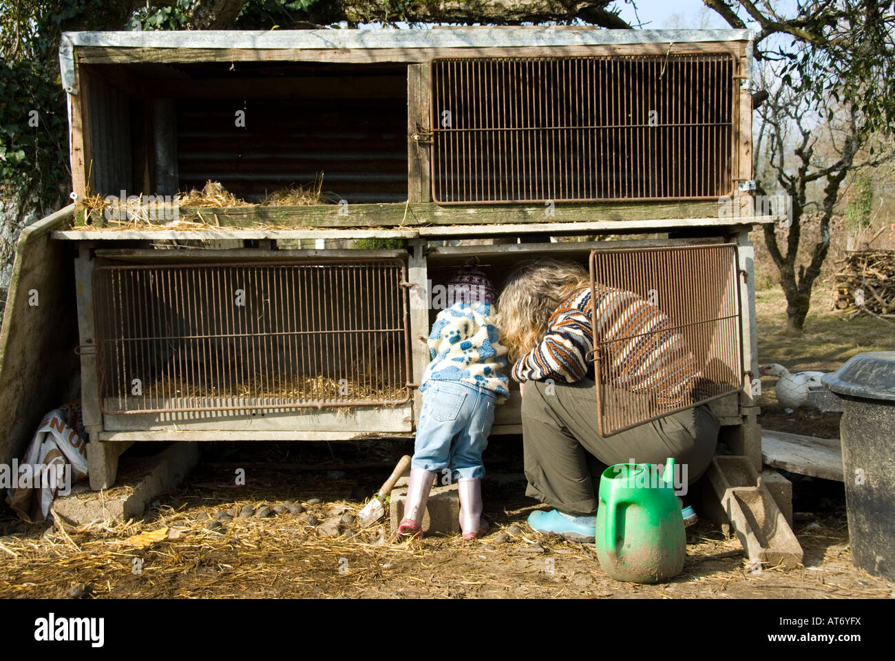 Cage clean muck out baby rabbit hi res stock photography and images Alamy