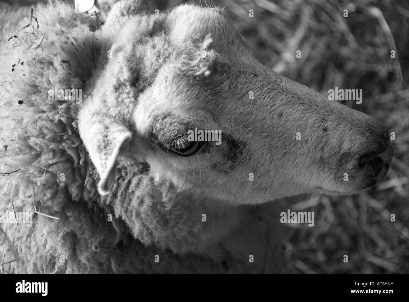 A sheeps head in close up The picture was taken in a barn in the Limousin region of France Stock Photo