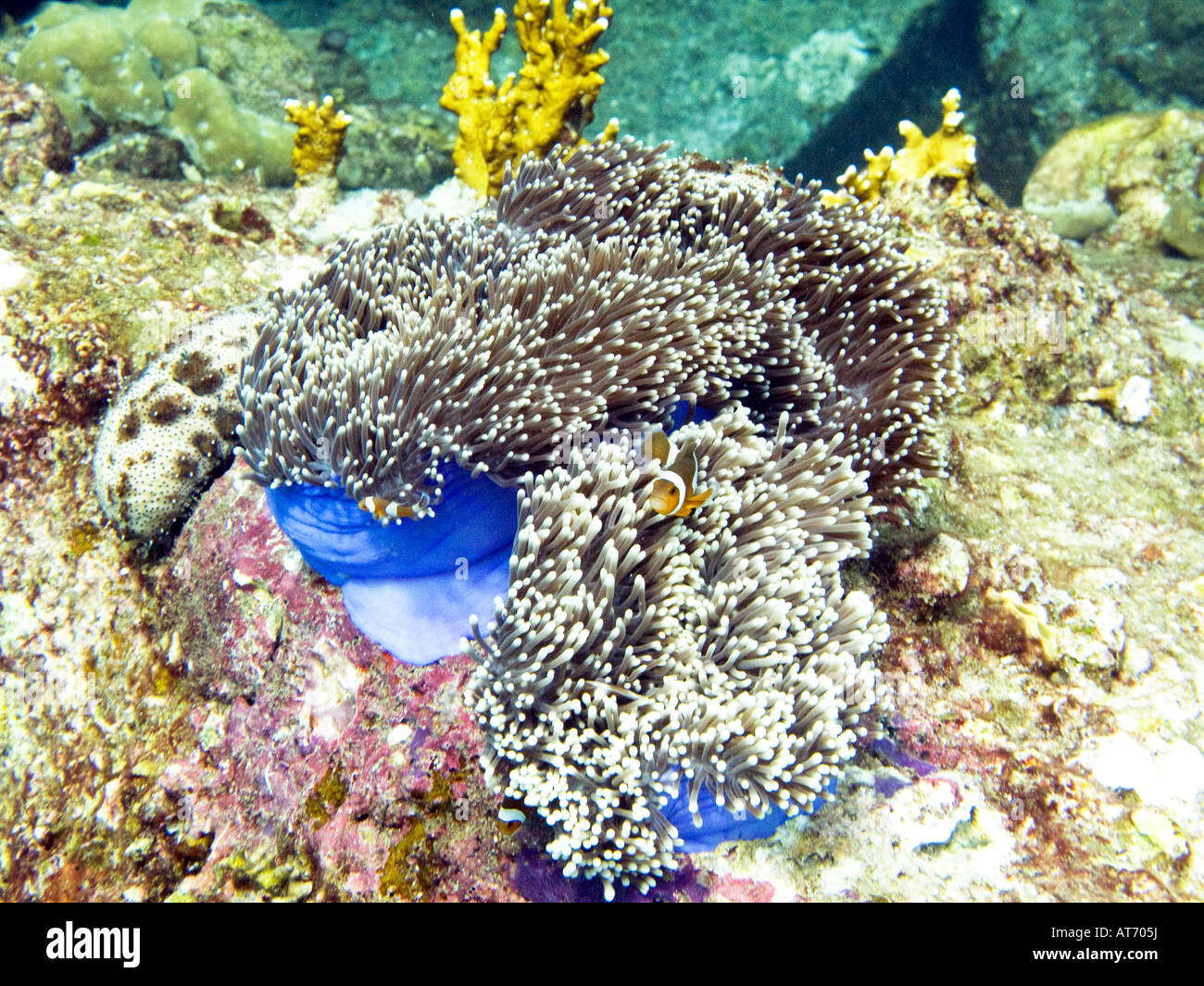 Anemone fish in blue magnificent sea anemone, Heteractis magnifica Stock Photo