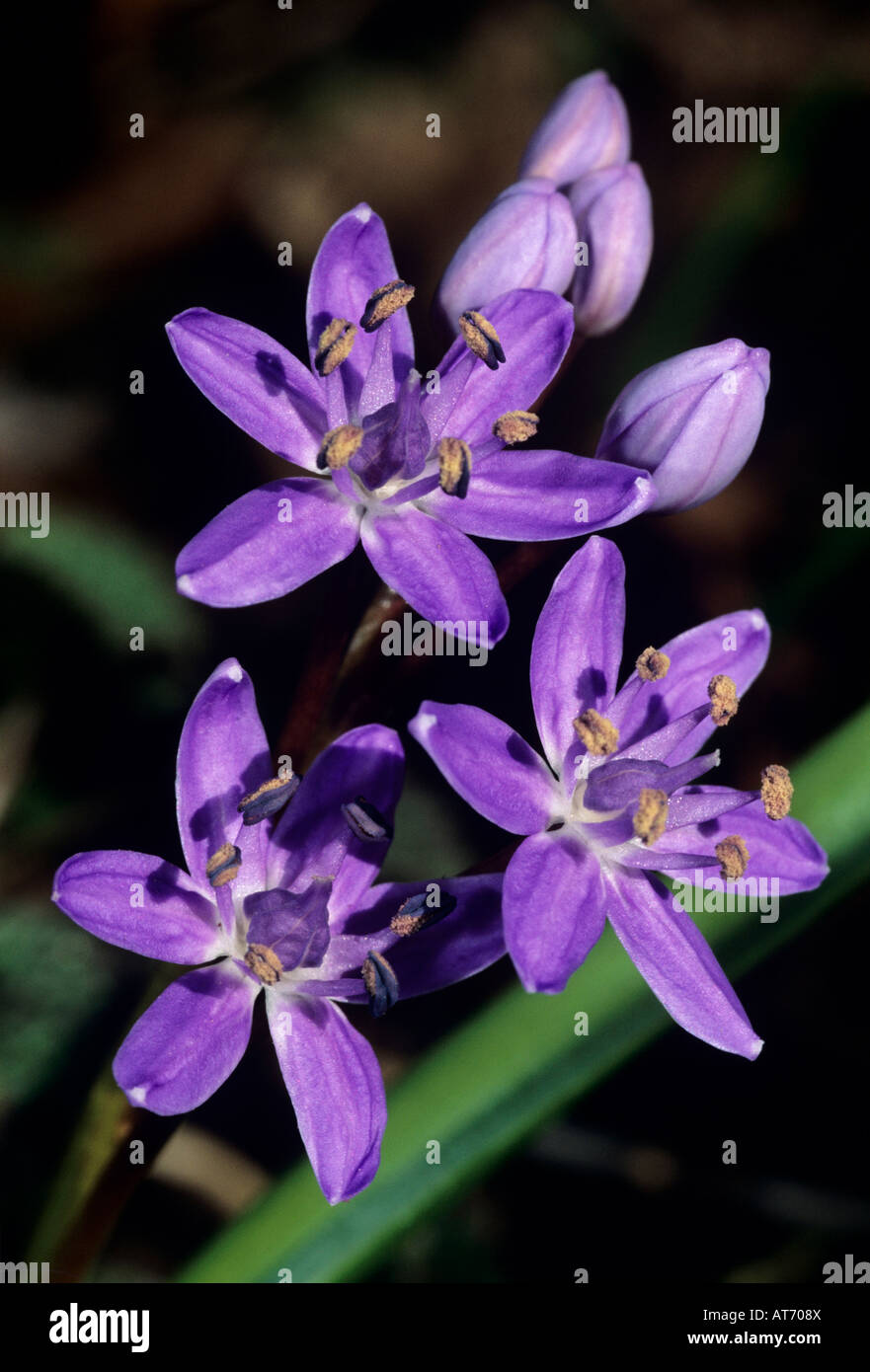Alpine Squill Scilla bifolia blossom Doubs Jura Switzerland March 1995