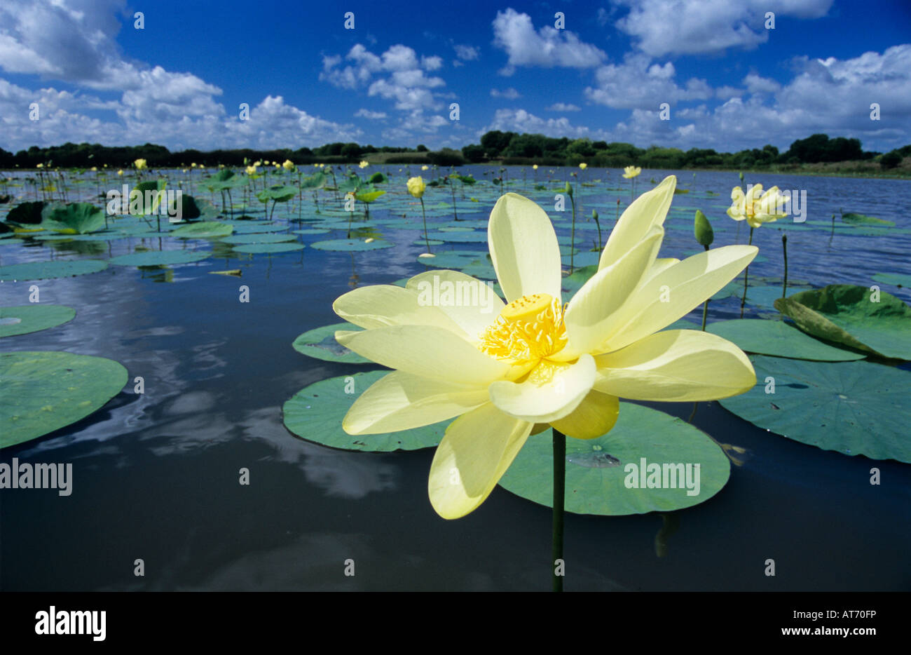 American Lotus Nelumbo lutea blooming Welder Wildlife Refuge Rockport