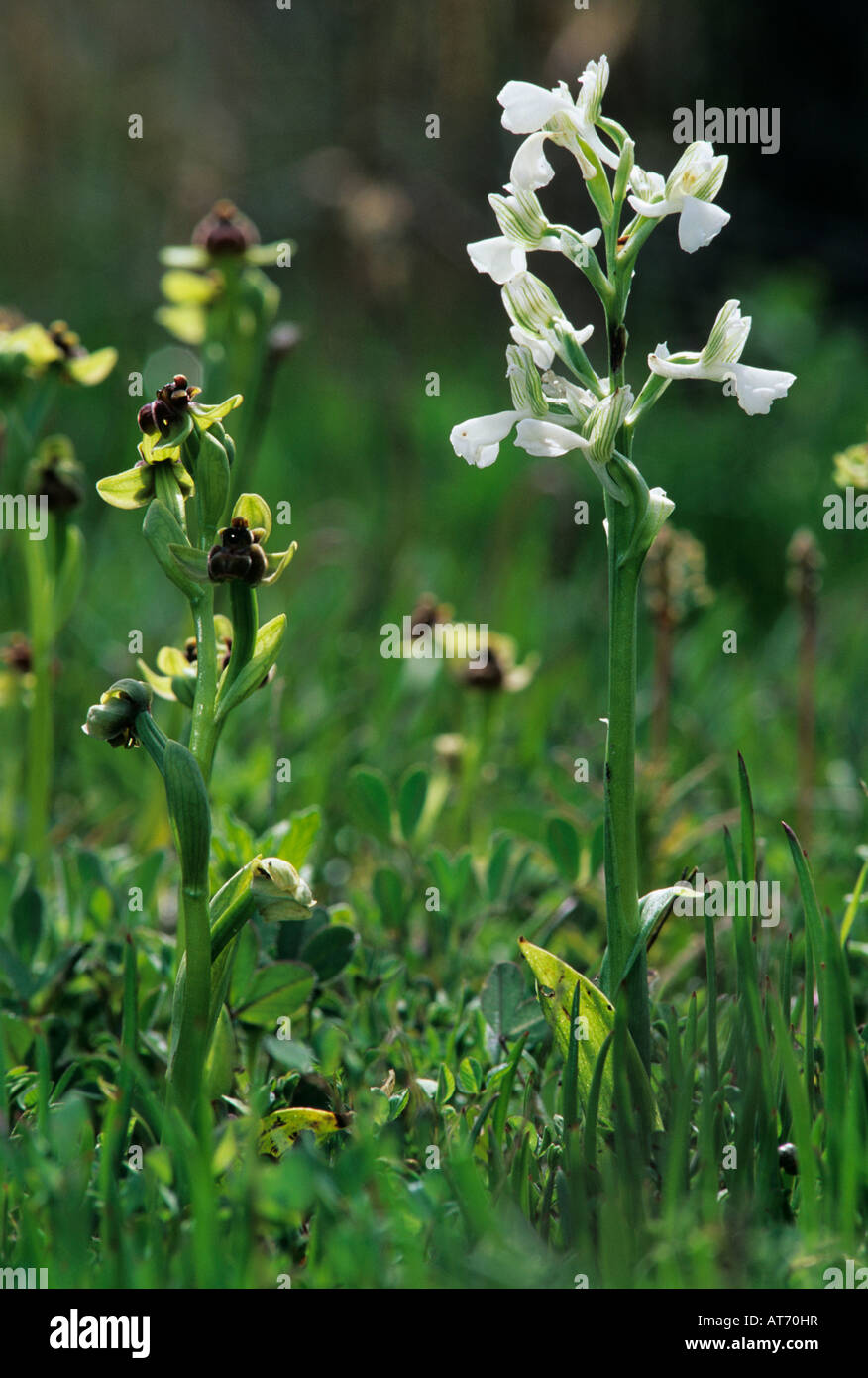 Anatolian Orchid Orchis anatolica white variation blooming with Bumblebee Orchid Ophrys bombyliflora Samos Greek Island Greece Stock Photo