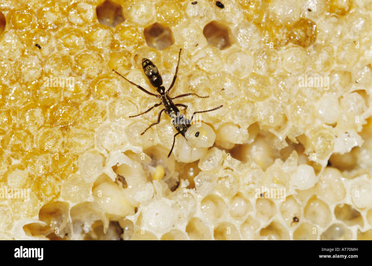 Ant Formicidae ant on bee hive with bee larva as prey Rio Grande Valley