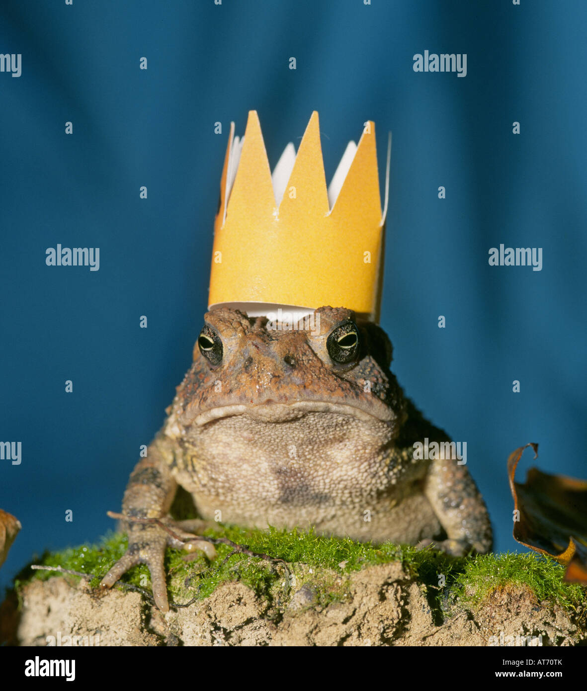 Detail of an American eastern toad wearing a gold crown in a hardwood forest. Stock Photo