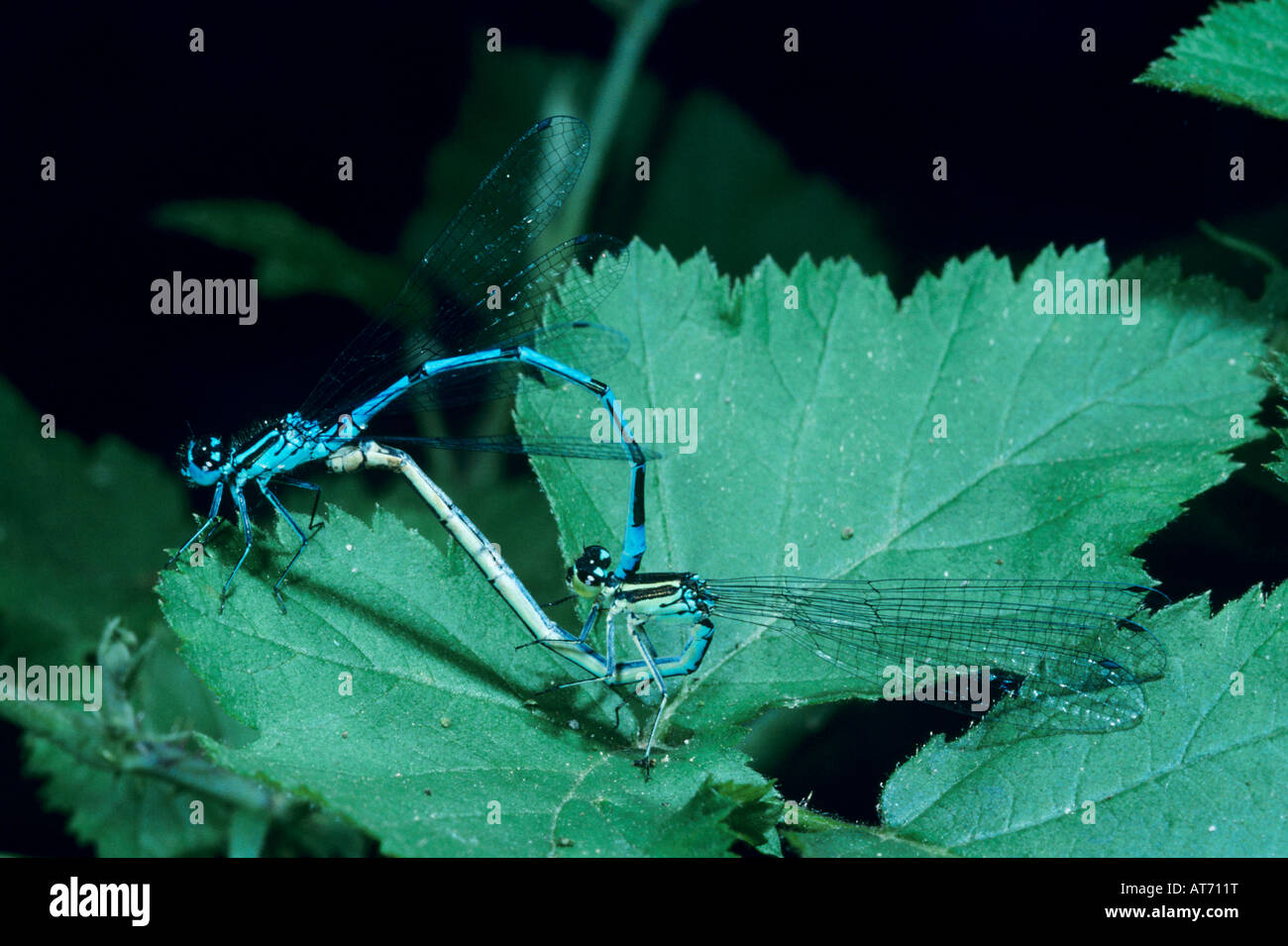 Azure Damselfly Coenagrion puella pair mating Zug Switzerland June 1993 ...