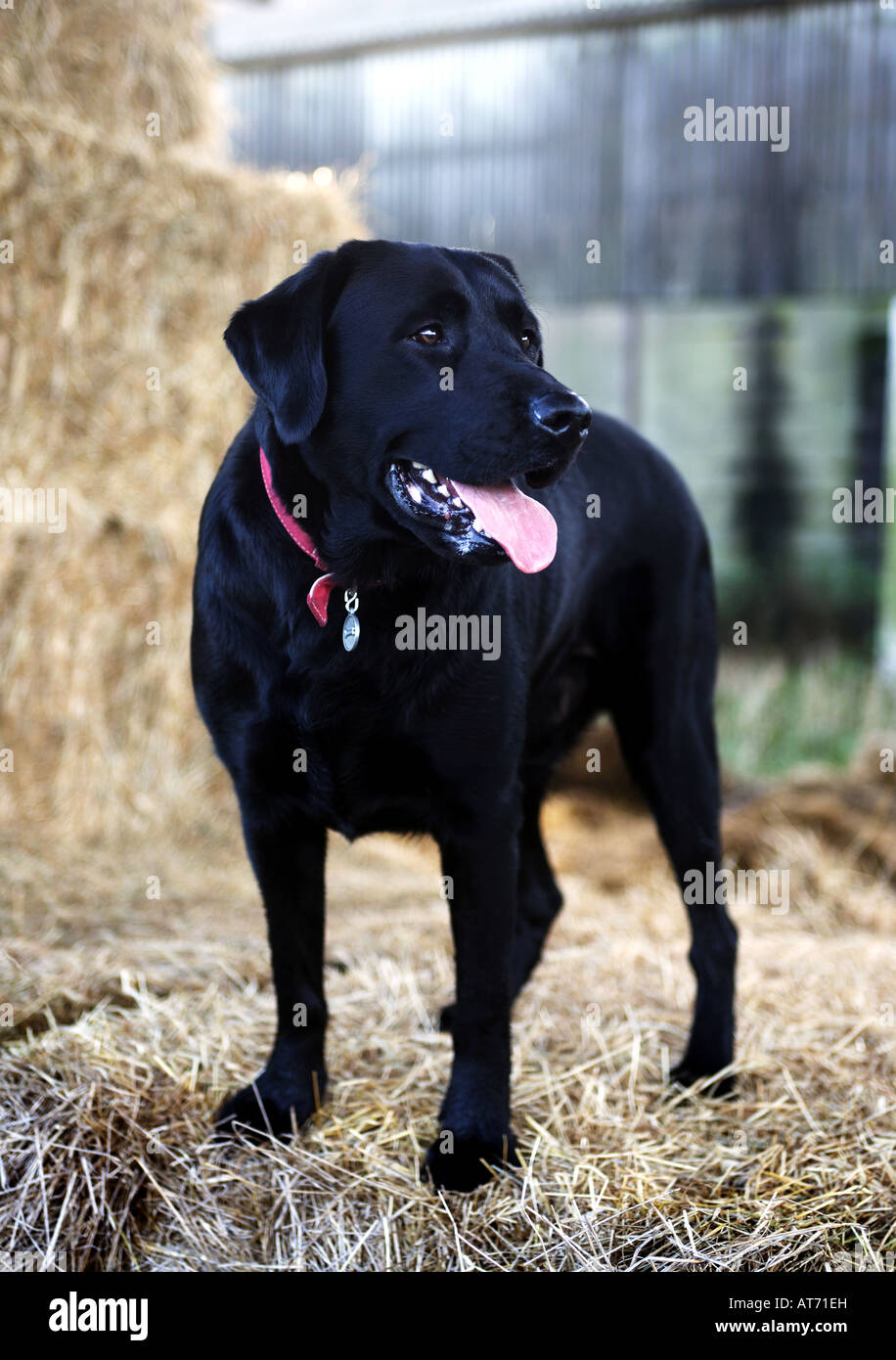 Black labrador on straw bales Stock Photo