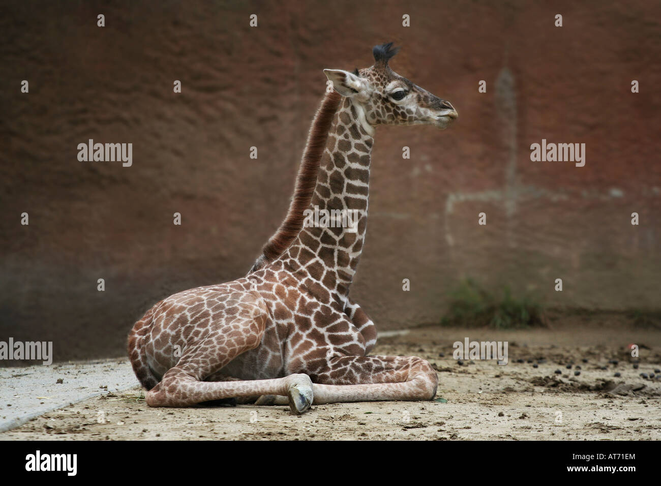 A baby giraffe laying down Stock Photo Alamy