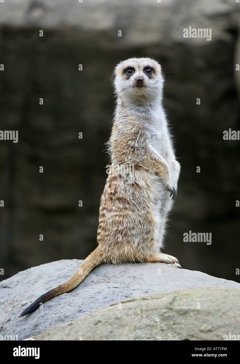 A meerkat standing on a rock looking at the camera Stock Photo - Alamy