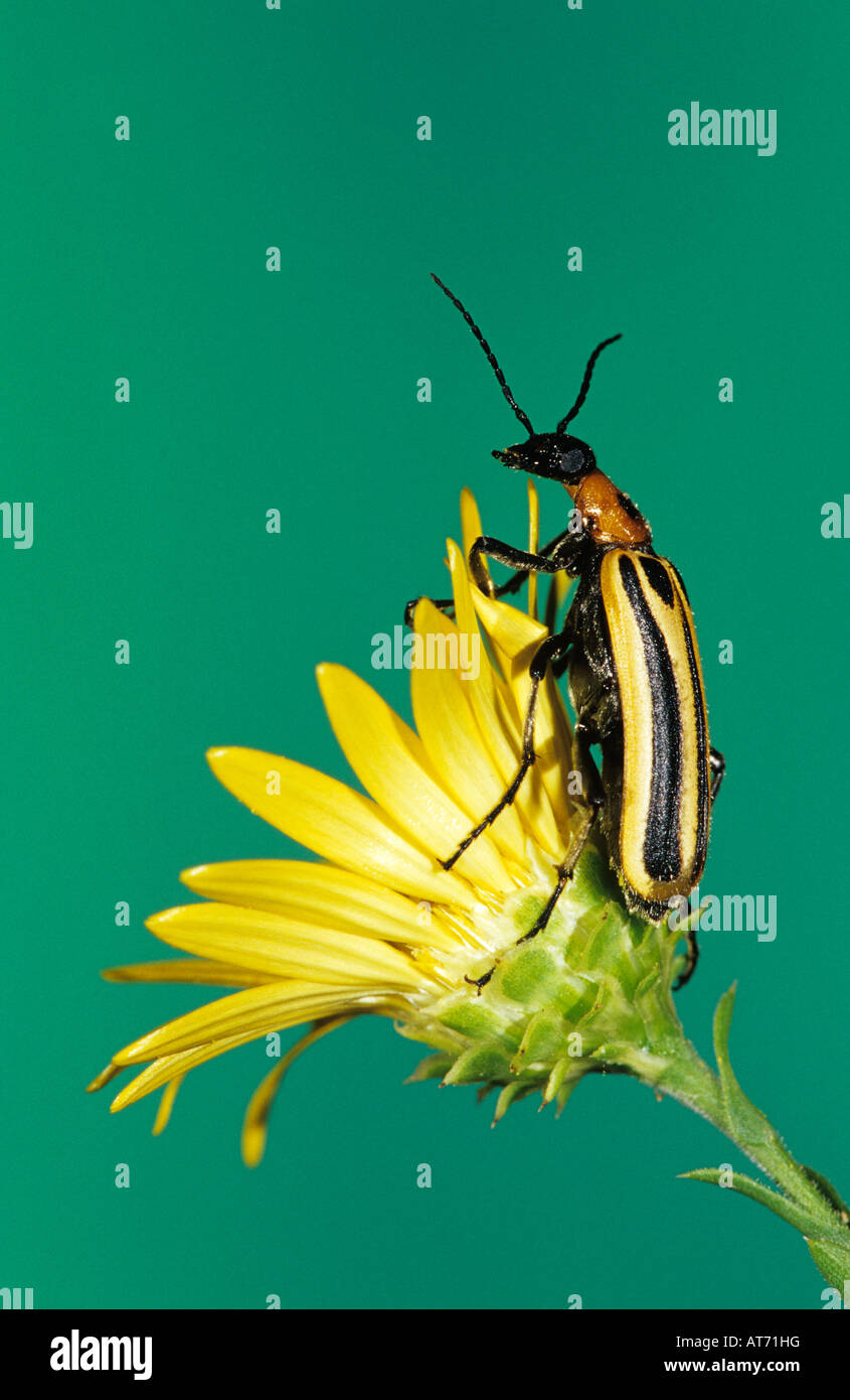 Blister Beetle Meloidae adult on Golden Aster Willacy County Rio Grande Valley Texas USA May 2004 Stock Photo