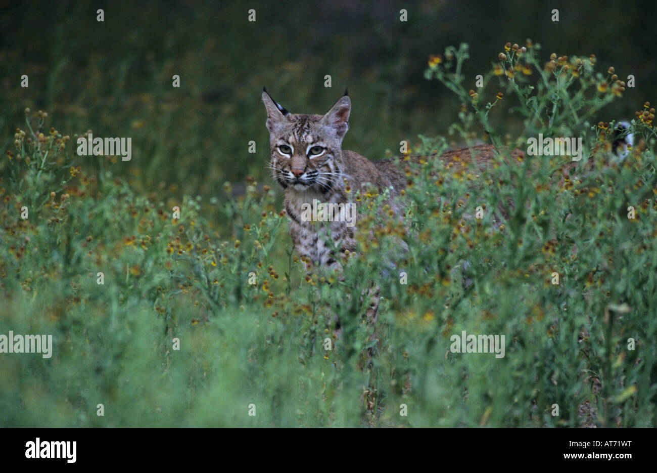 Bobcat Felis rufus adult with wildflowers Starr County Rio Grande Valley Texas USA May 2002 Stock Photo