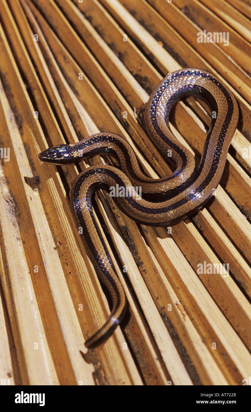 Black-Striped Snake Coniophanes imperialis adult on dead palm frond Rio Grande Valley Texas USA Stock Photo