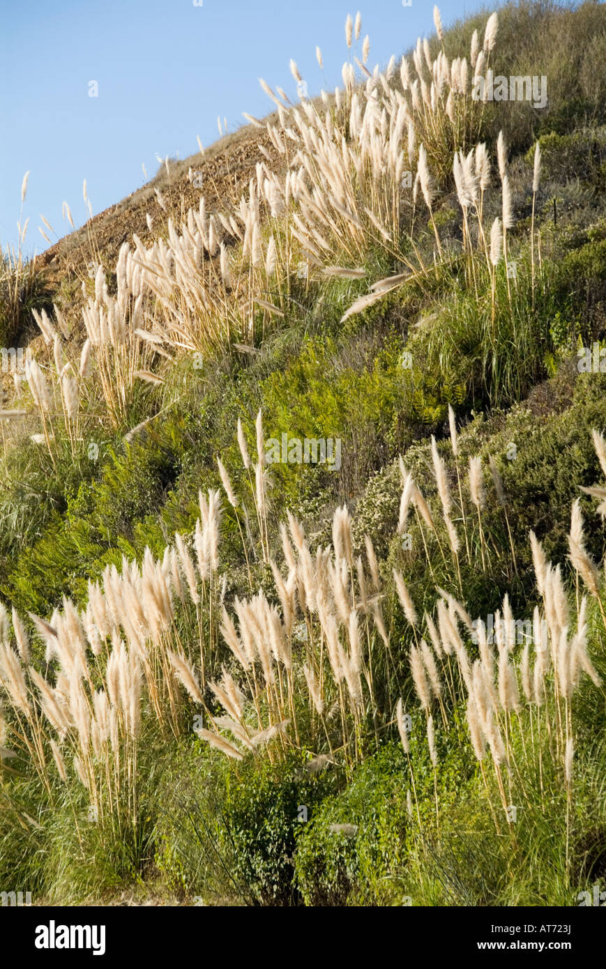 pampus grass plant california wild pampas Stock Photo Alamy