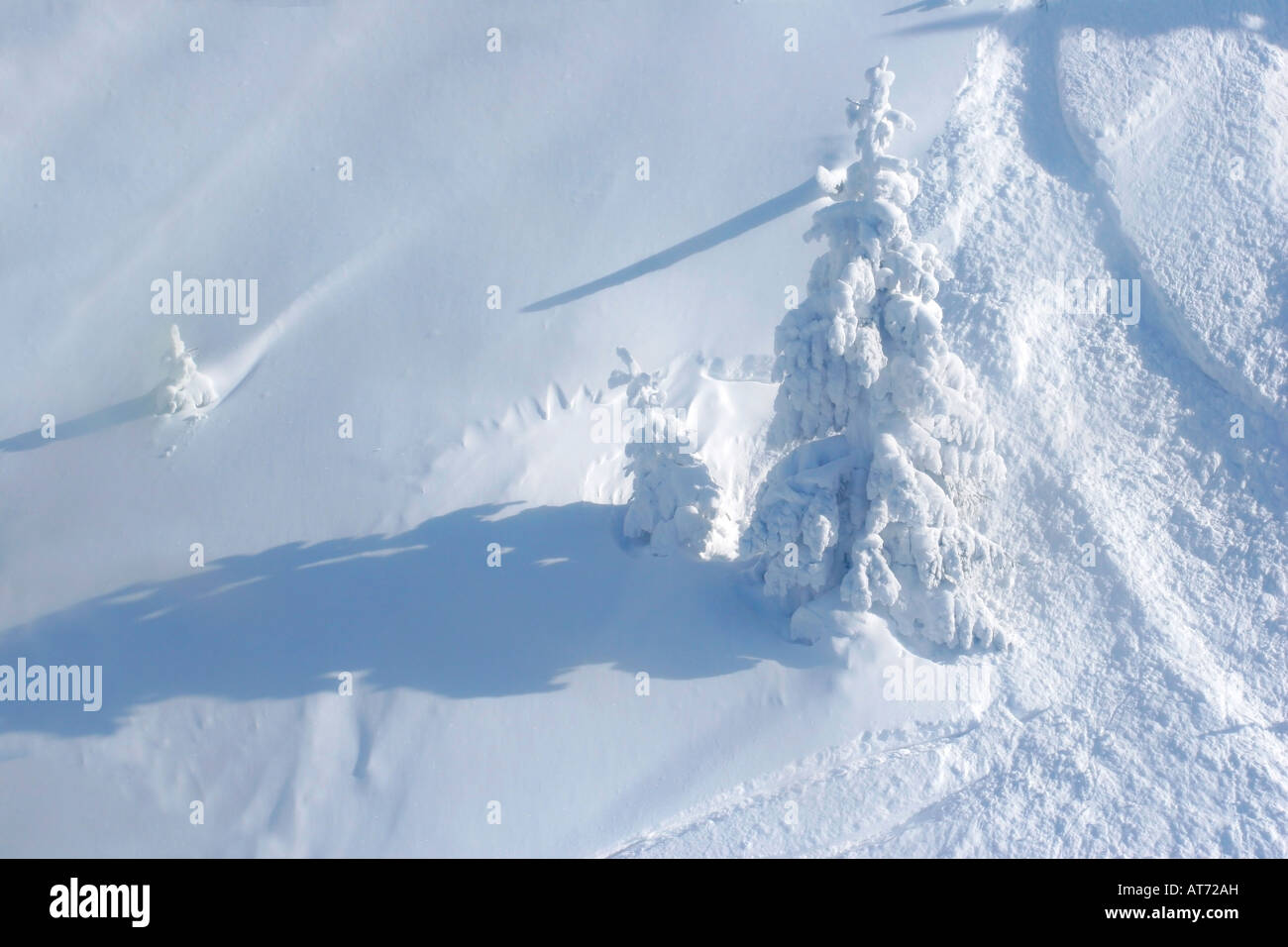 Pine tree covered by snow Stock Photo - Alamy