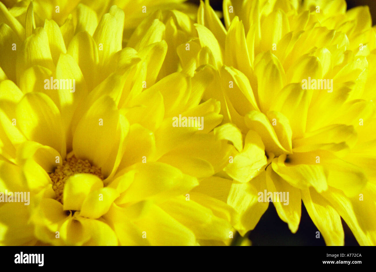 yellow chrysanthemum Stock Photo