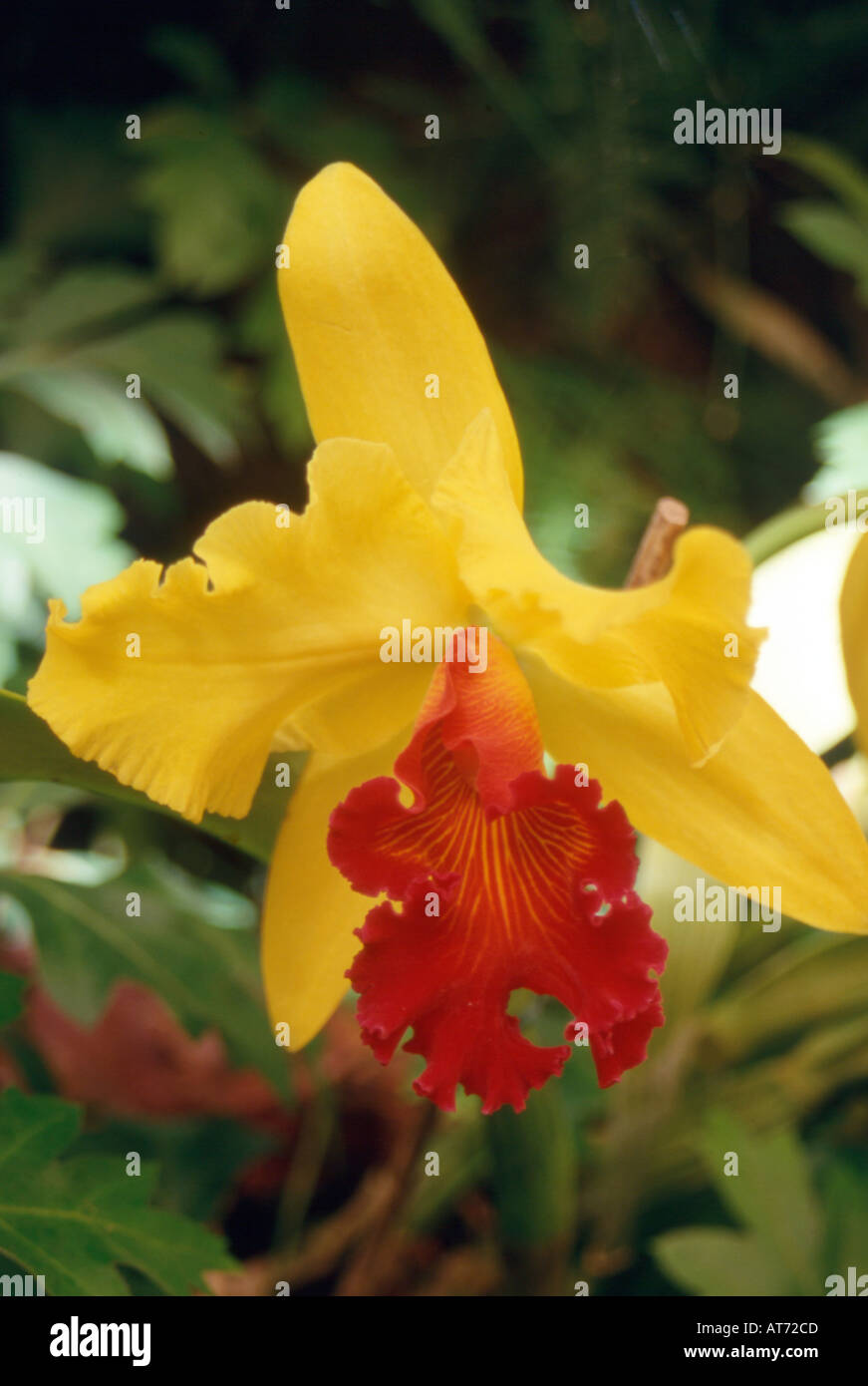 Brassolaeliocattleya Hybrid orchid Stock Photo