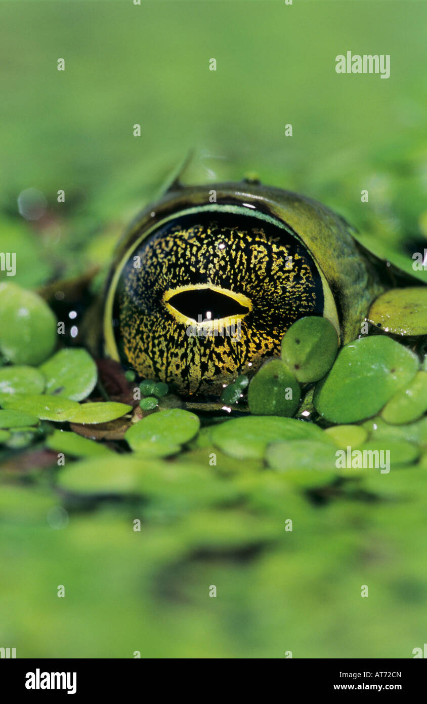 Bullfrog Rana catesbeiana adult in duckweed camouflaged Welder Wildlife Refuge Sinton Texas USA May 2005 Stock Photo