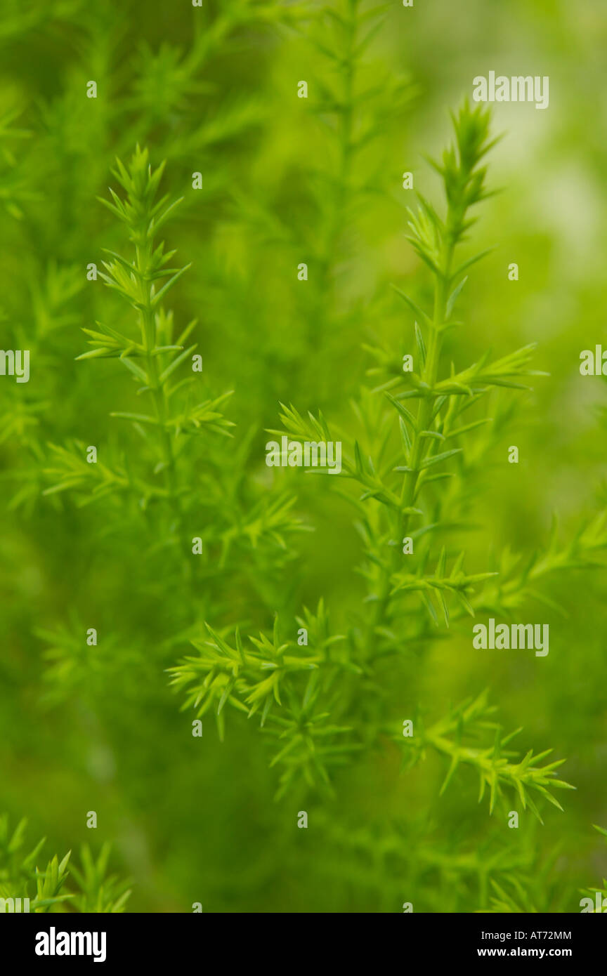 Abstract green nature background Stock Photo