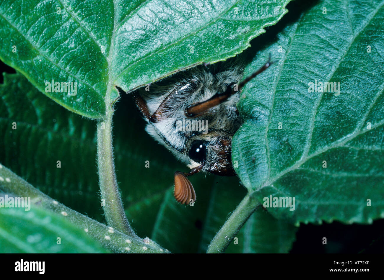Common Cockchafer Melolontha melolontha male eating Seewen Switzerland May 1994 Stock Photo