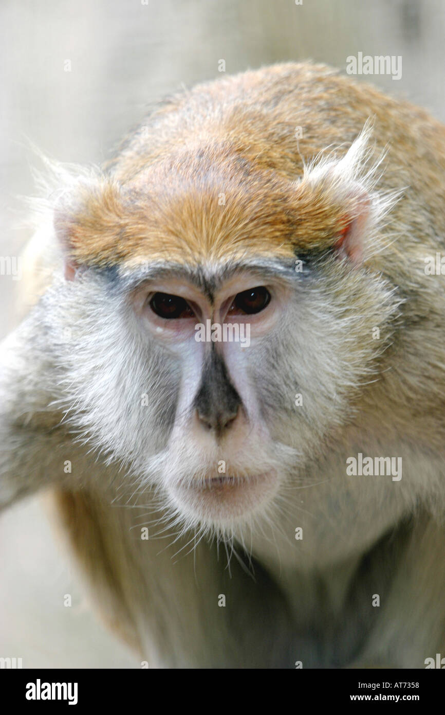 Fastest Primate High Resolution Stock Photography and Images Alamy
