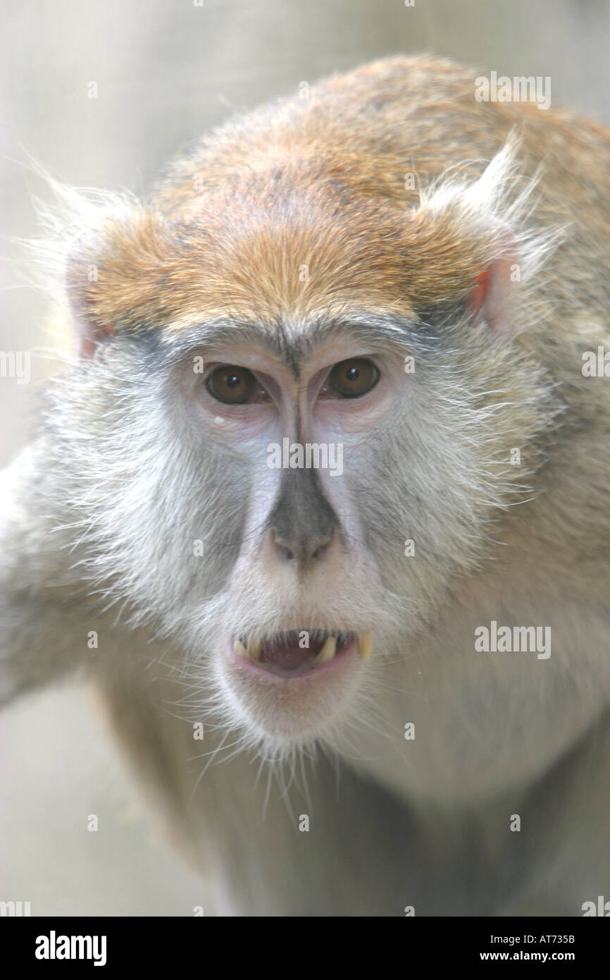 Fastest primate hires stock photography and images Alamy