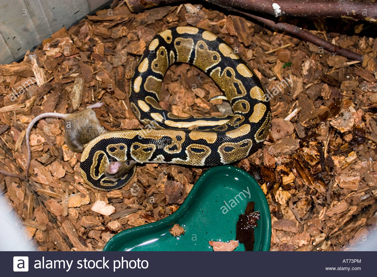 Python Prey Stock Photos & Python Prey Stock Images - Alamy