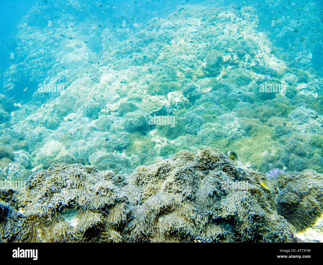 Underwater landscape with anemones in the foreground February 3 2008, Surin islands, Andaman sea, Thailand Stock Photo