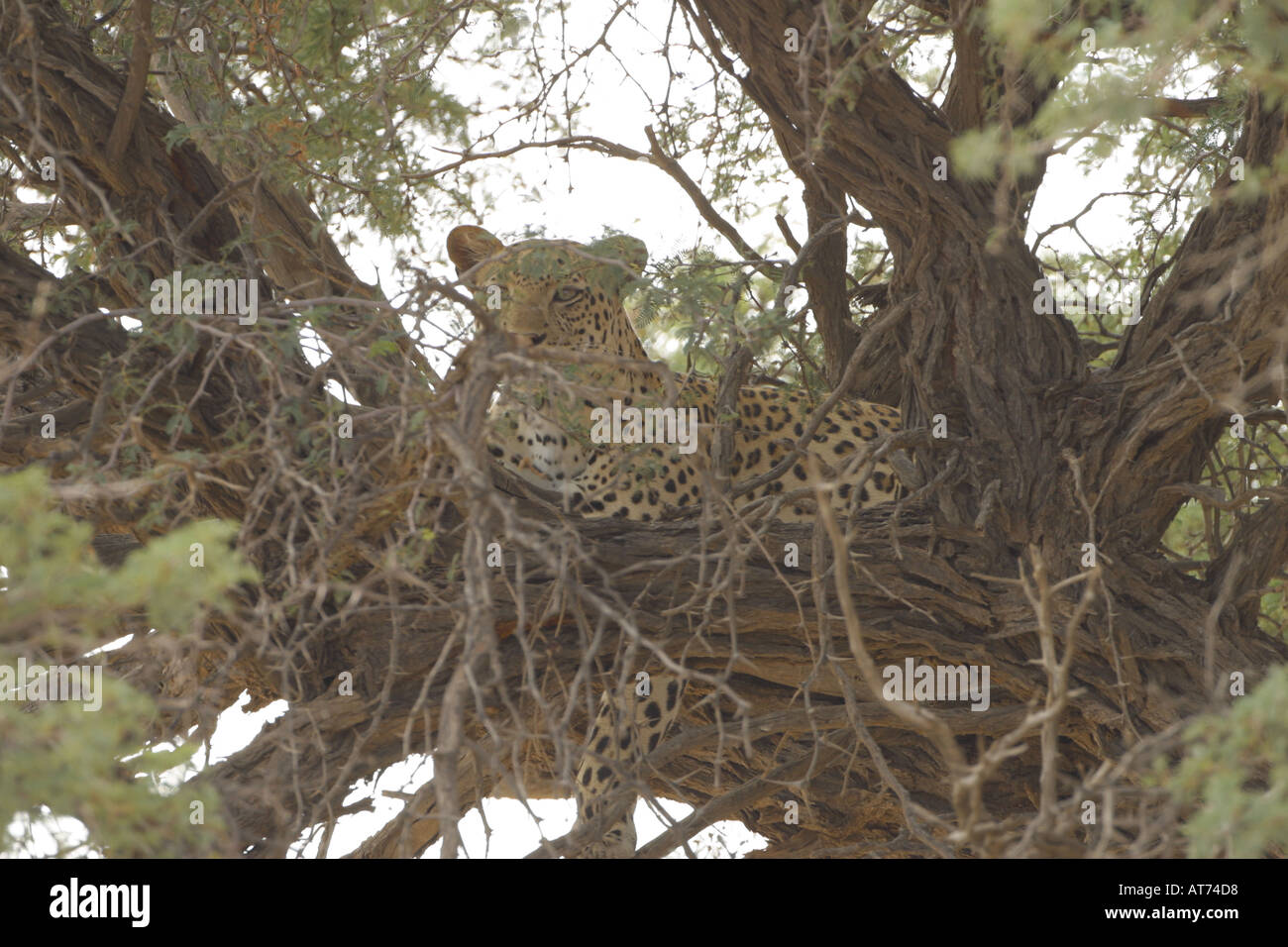 Leopard hidding in a tree Stock Photo
