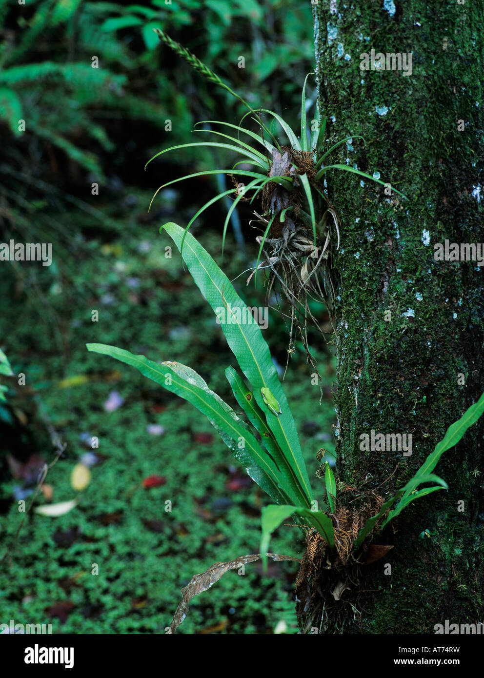 Green Treefrog Hyla cinerea adult resting on fern by bromeliad Corkscrew Swamp Sanctuary Florida USA Dezember 1998 Stock Photo