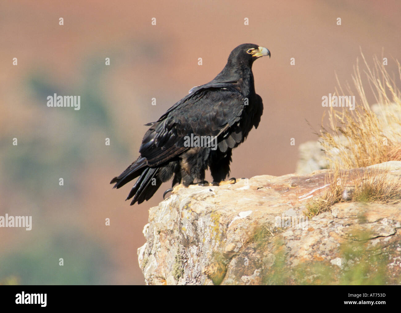 4,087 Black Eagle Stock Photos, High-Res Pictures, and Images
