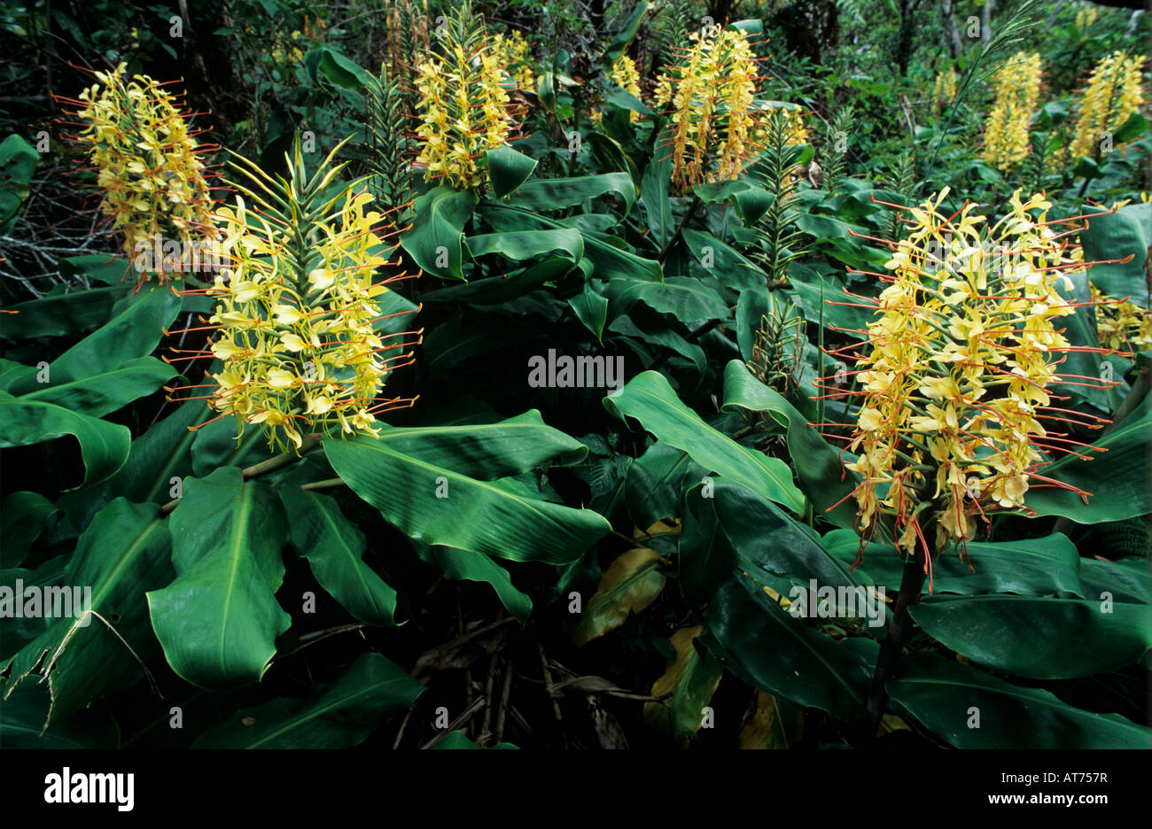 Kahili Ginger Hedychium gardnerianum blossom Alakai Swamp Kauai Hawaii USA August 1997 Stock Photo