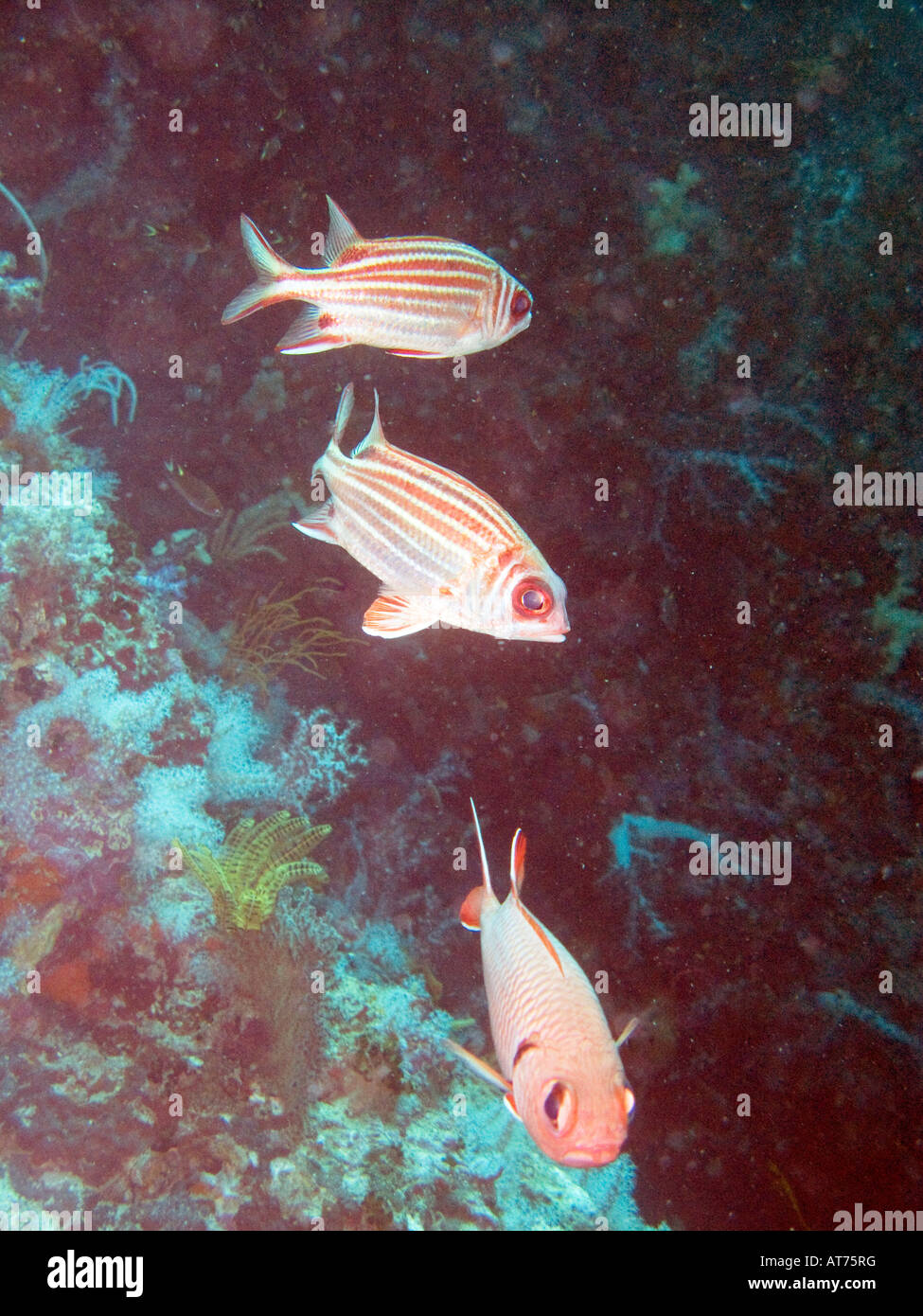 Three redcoat squirrelfish, Sargocentron rubrum February 3 2008, Surin islands, Andaman sea, Thailand Stock Photo