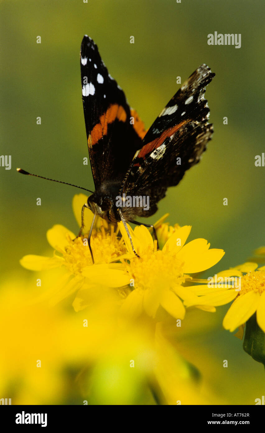 Red Admiral Vanessa atalanta adult on Texas Squaw Weed Senecio ampullaceus Willacy County Rio Grande Valley Texas USA May 2004 Stock Photo