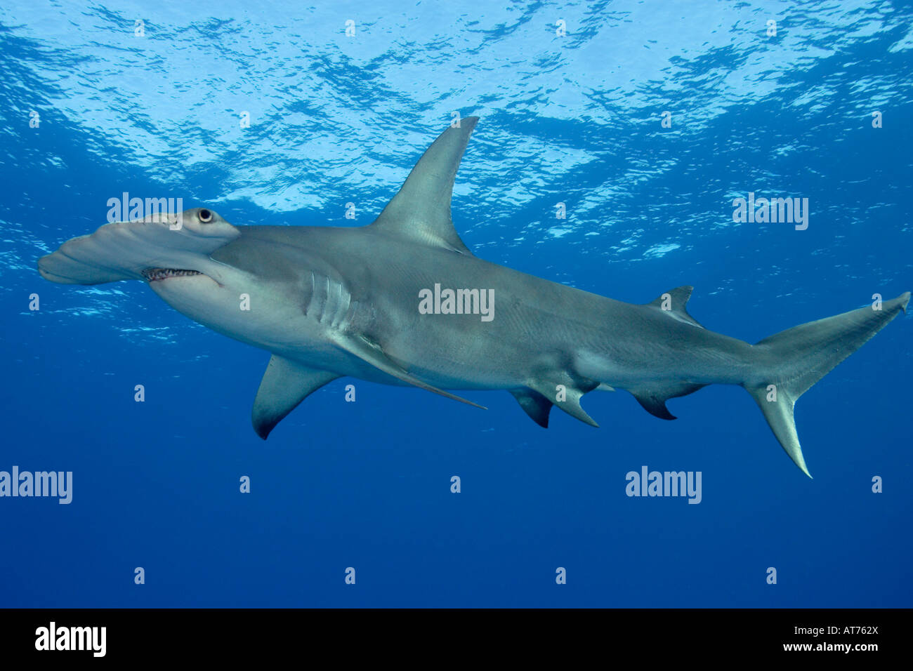 pa0298-D. Great Hammerhead Shark, Sphyrna mokarran. Bahamas, Atlantic Ocean. Photo Copyright Brandon Cole Stock Photo