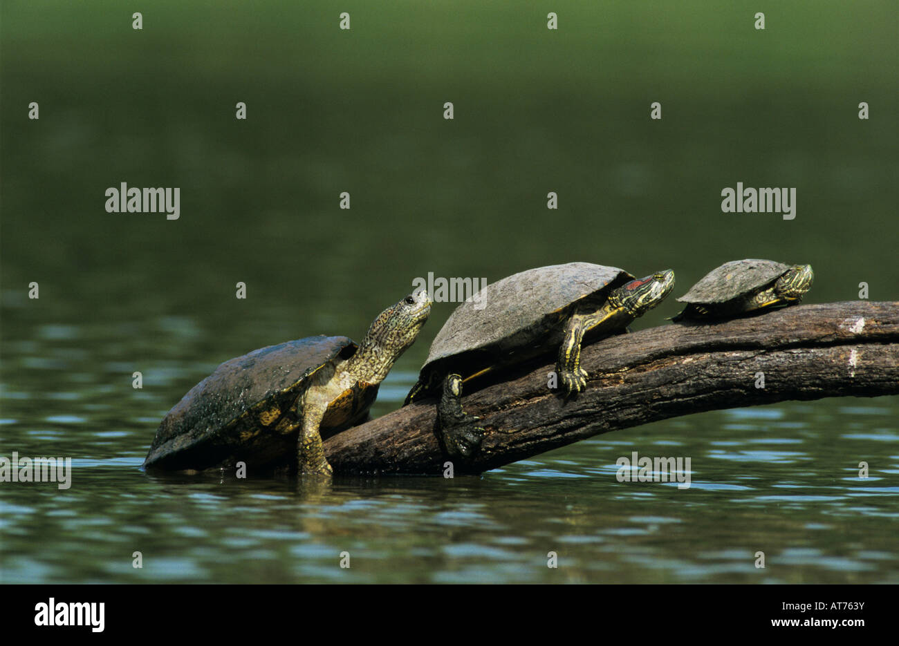 Red-eared Slider Trachemys scripta elegans adult on log sunbathing ...