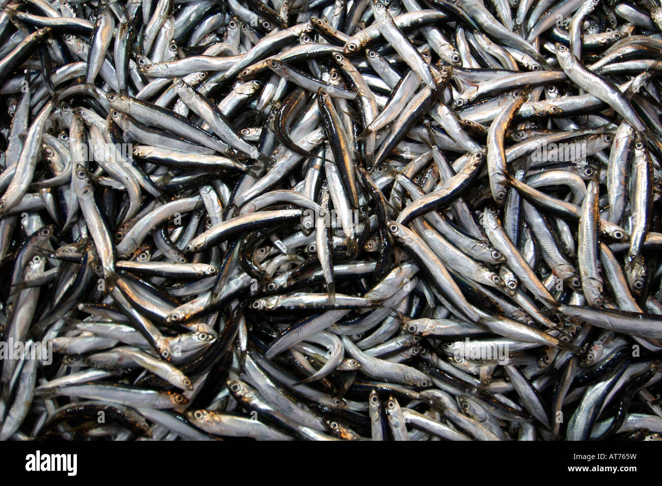 Closeup of Black Sea anchovies ('hamsi' in Turkish) for sale at the