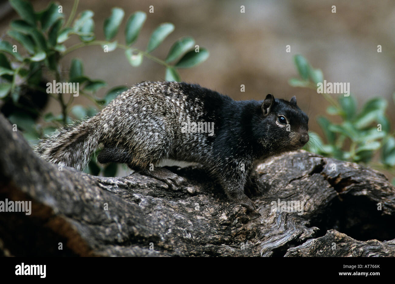 Rock Squirrel Spermophilus variegatus adult Garner State Park Texas USA